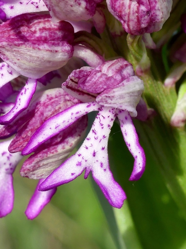 Orchis xhybrida (Orchis militaris x Orchis purpurea) altopiani abruzzesi - giugno 2018